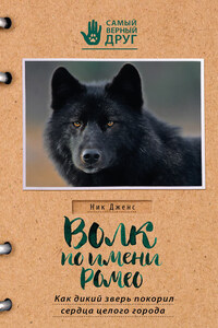 Волк по имени Ромео. Как дикий зверь покорил сердца целого города